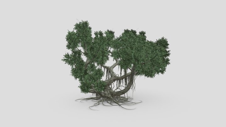 Chinese Banyan Tree-S5 3D Model