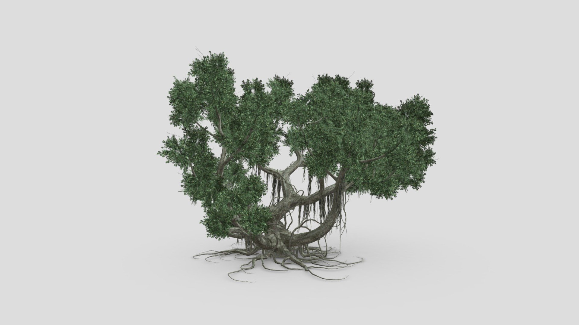 Chinese Banyan Tree-S5 - Buy Royalty Free 3D model by ASMA3D [587b245 ...