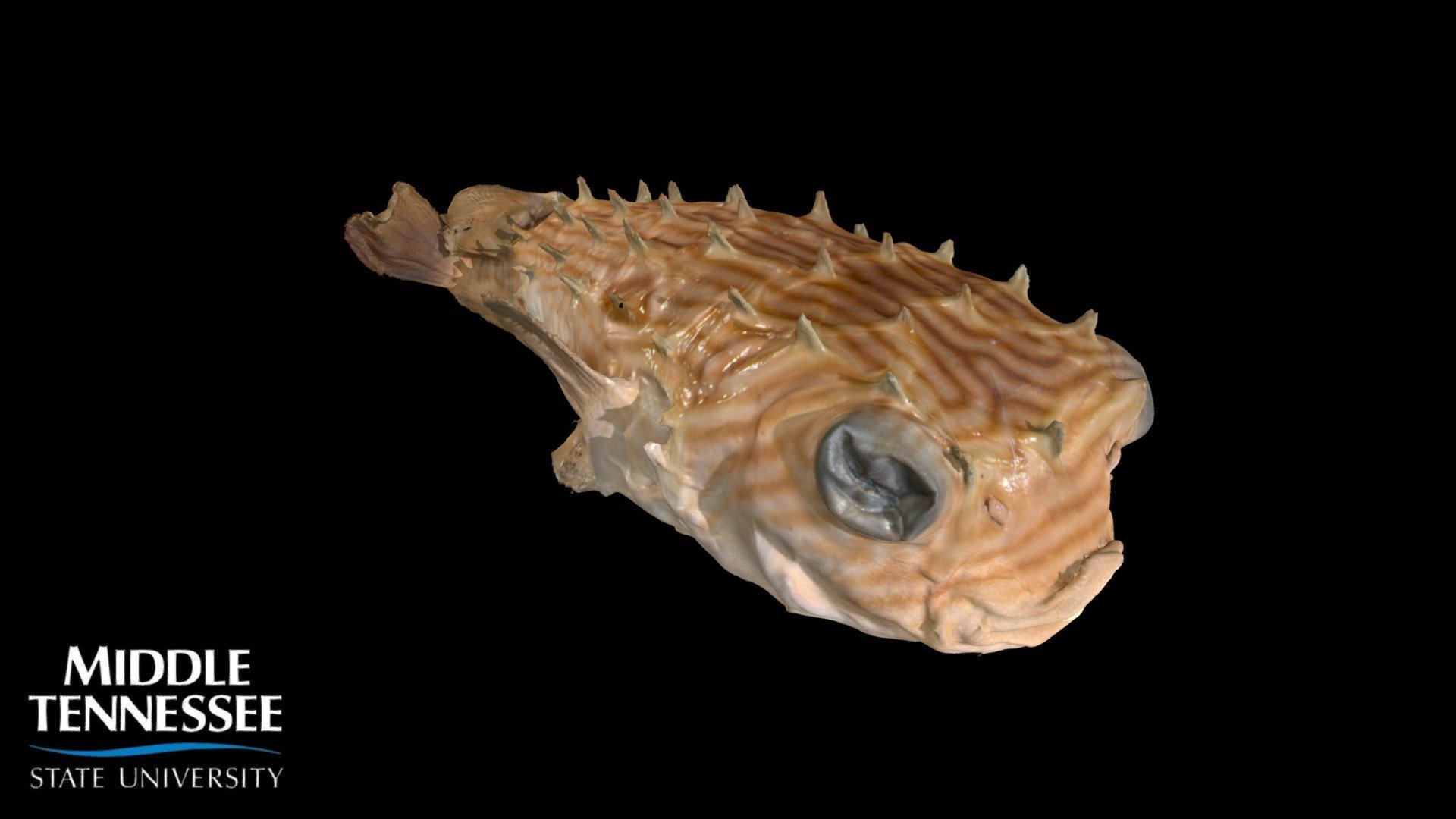 Striped Burrfish - Chilomycterus schoepfi