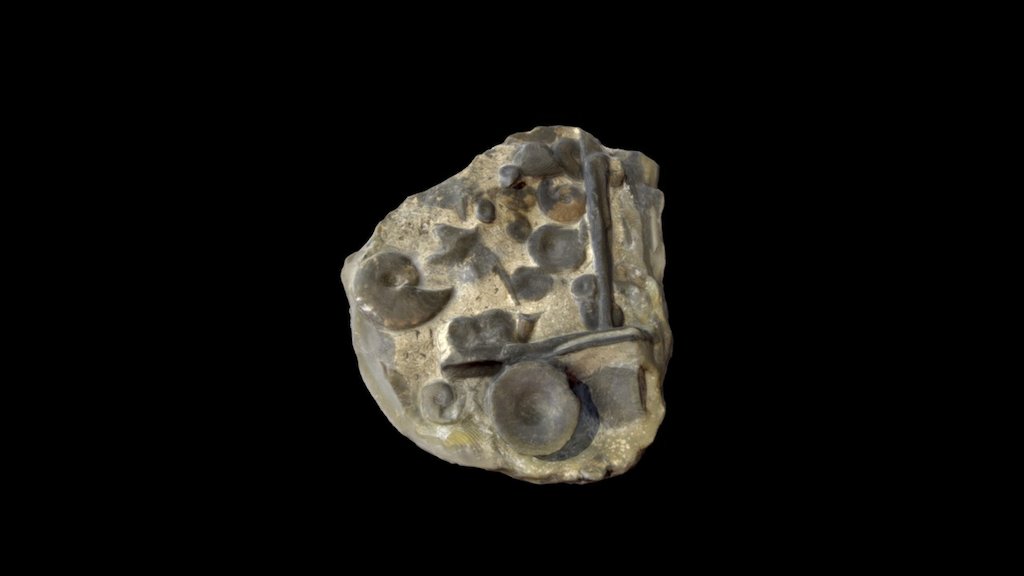 Ammonites and Ichthyosaur bones.