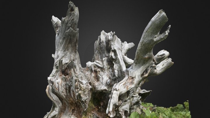 Arbre mort, parc naturel régional Gruyère,Suisse 3D Model