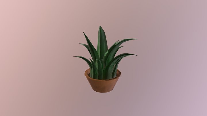 Succulent 3D Model