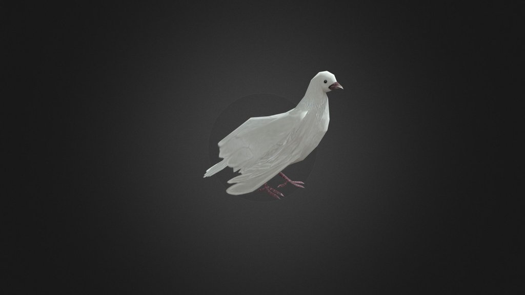 Pigeon