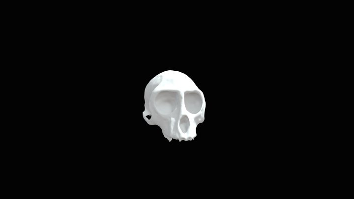 Vervet monkey Skull STL