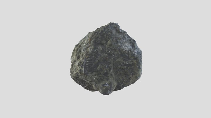 Trilobite 3D Model