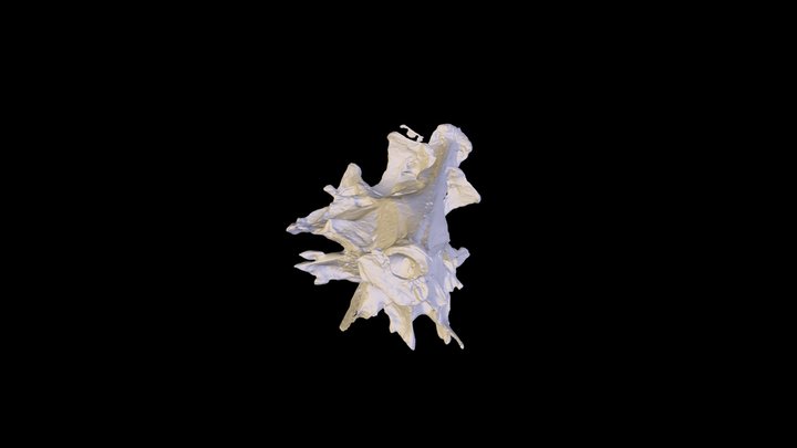 TrapaniBanyraSusanne50 3D Model