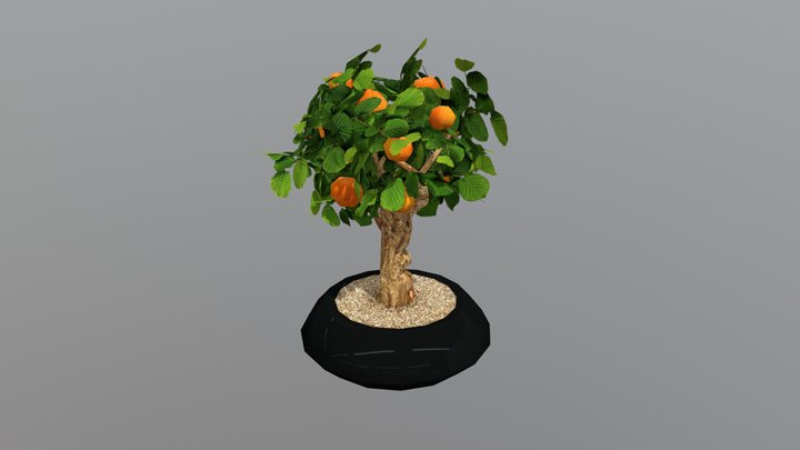 Western Mikan Bonsai Tree 3D Model