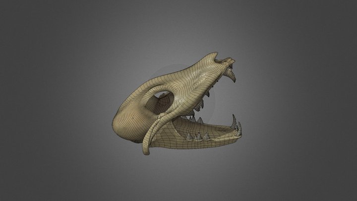 Wolf skull 3D Model