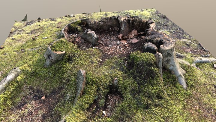 Mossy tree stump 3D Model