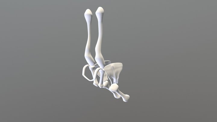 Grifone Clavicoide 3D Model