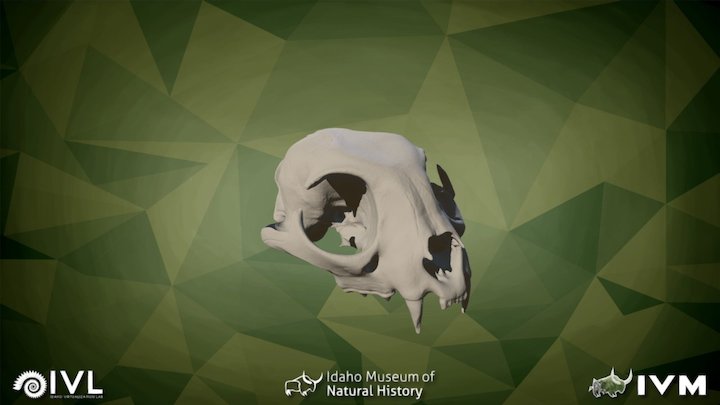 IMNH R-115 Bobcat Cranium – Modello 3D gratuito STL