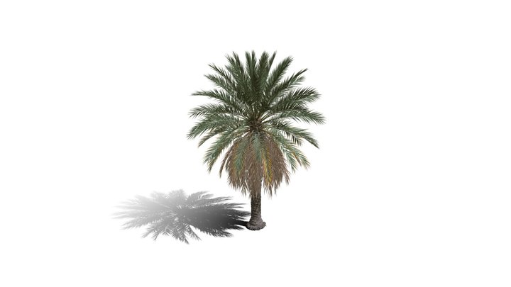 Realistic HD Date palm (4/78) 3D Model