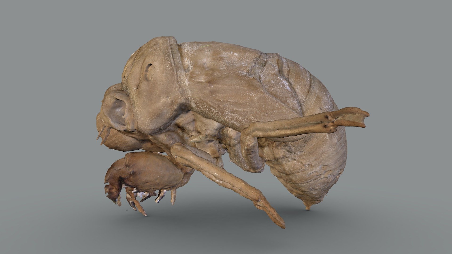 Cicada Shell