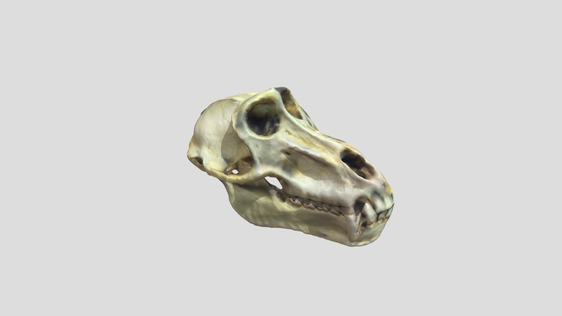 Skull2