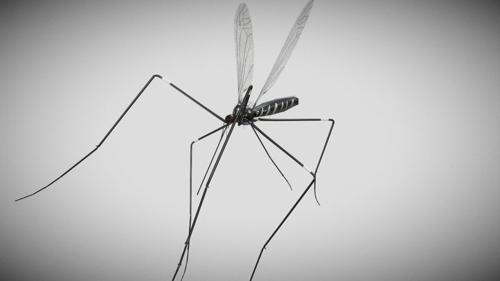 Mosquito animated 3D Model