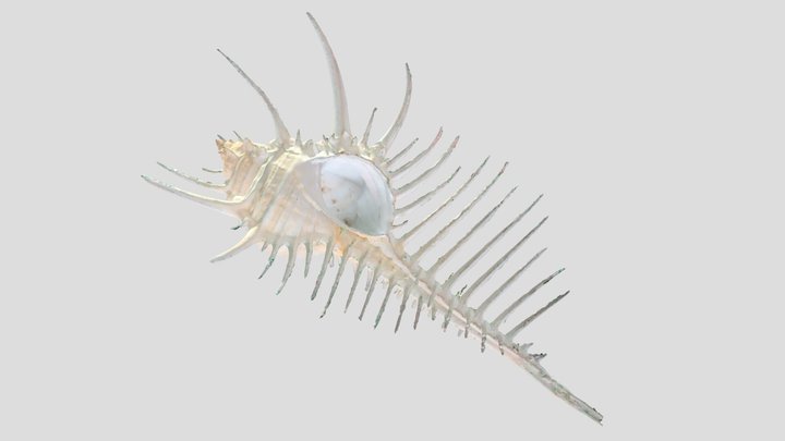 ホネガイ / Venus comb murex 3D Model