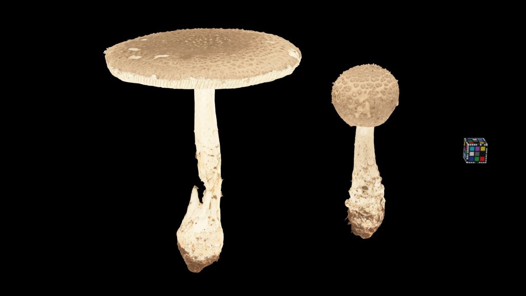 CC0 シロオニタケ？ ? False Virgin's Lepidella