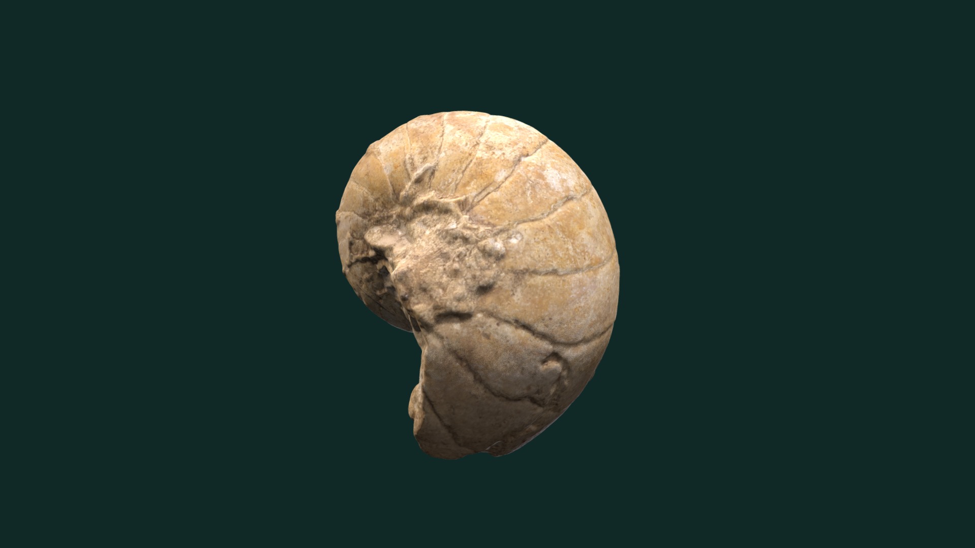 3D model Eutrephoceras sp. - This is a 3D model of the Eutrephoceras sp.. The 3D model is about a close up of a planet.