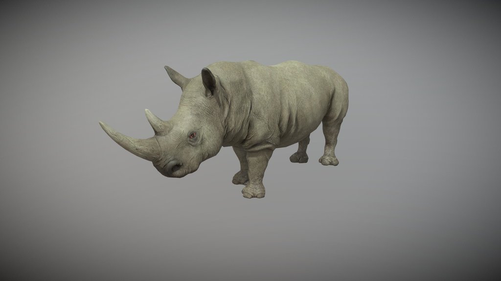 Realistic Rhino | Rigged with 25+ Animations