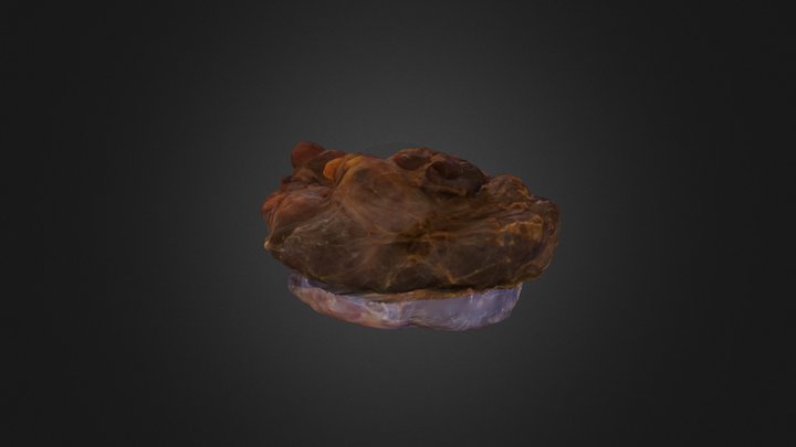 Tiroide 3D Model