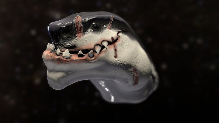 Attitude Shark 3D Model
