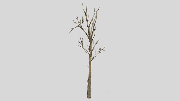 600-year-old dead oak - ENT 11