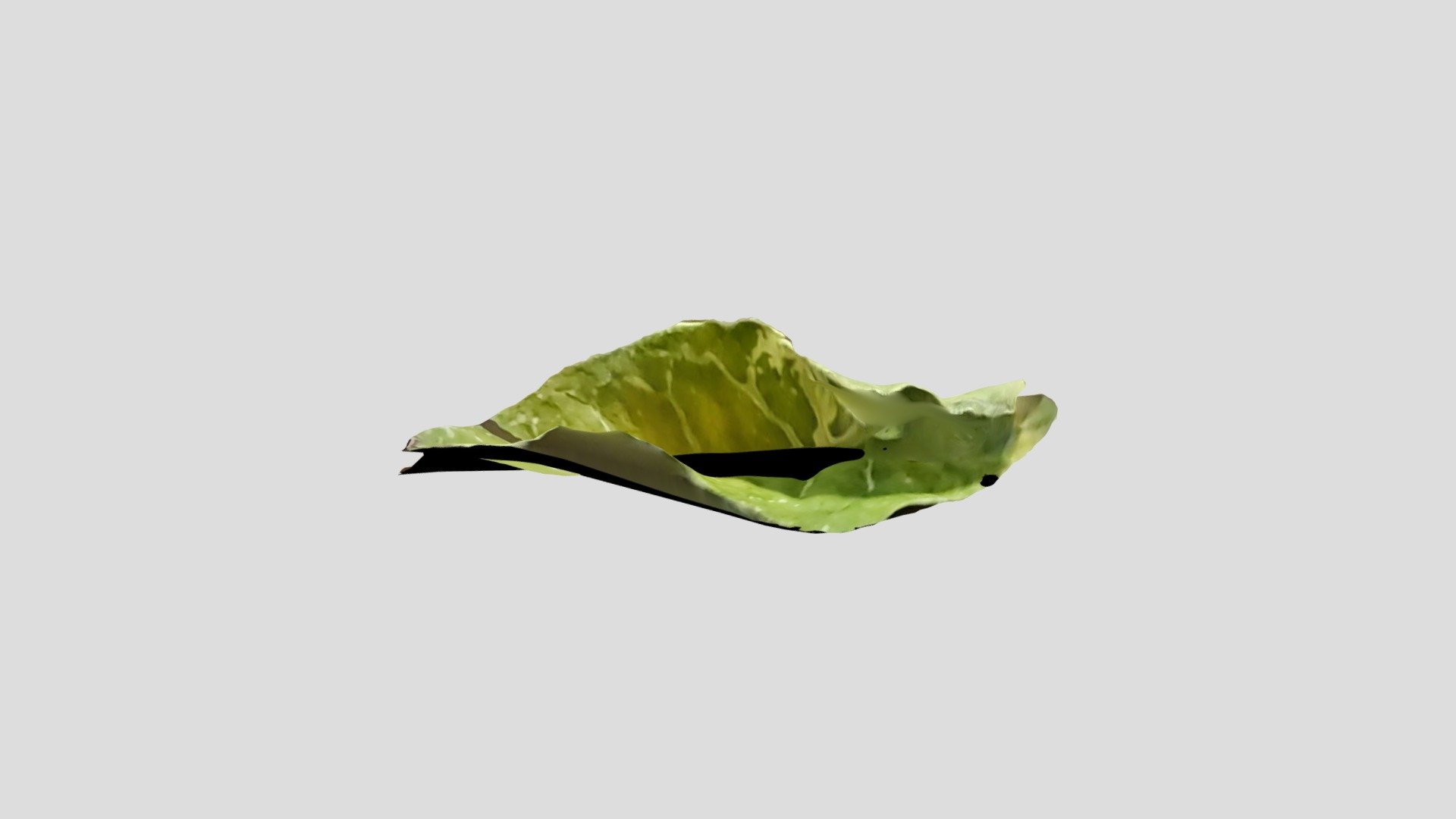 long leaf
