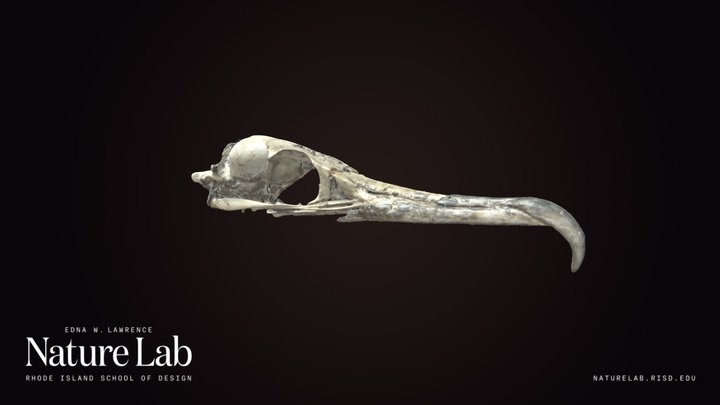 Cormorant Skull – Kostenloses 3D-Modell STL