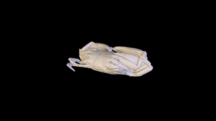 Florida Stone Crab (Menippe mercenaria) 3D Model