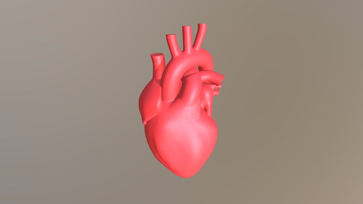 Model Of Human Heart 3D Model