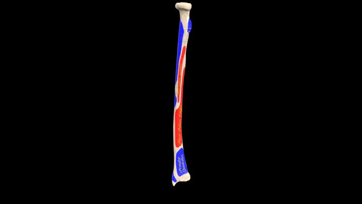 Radius bone with landmarks and labels 3D Model