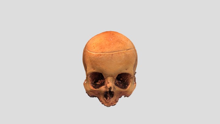 CRANEO 3D Model