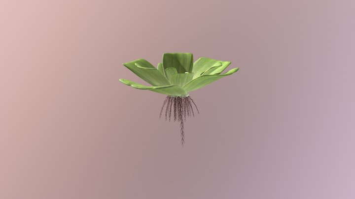 Big Duckweed 3D Model