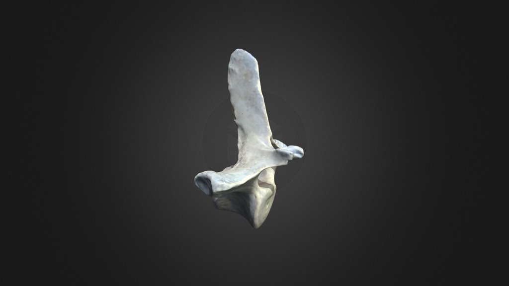 Dolphin Vertebrae