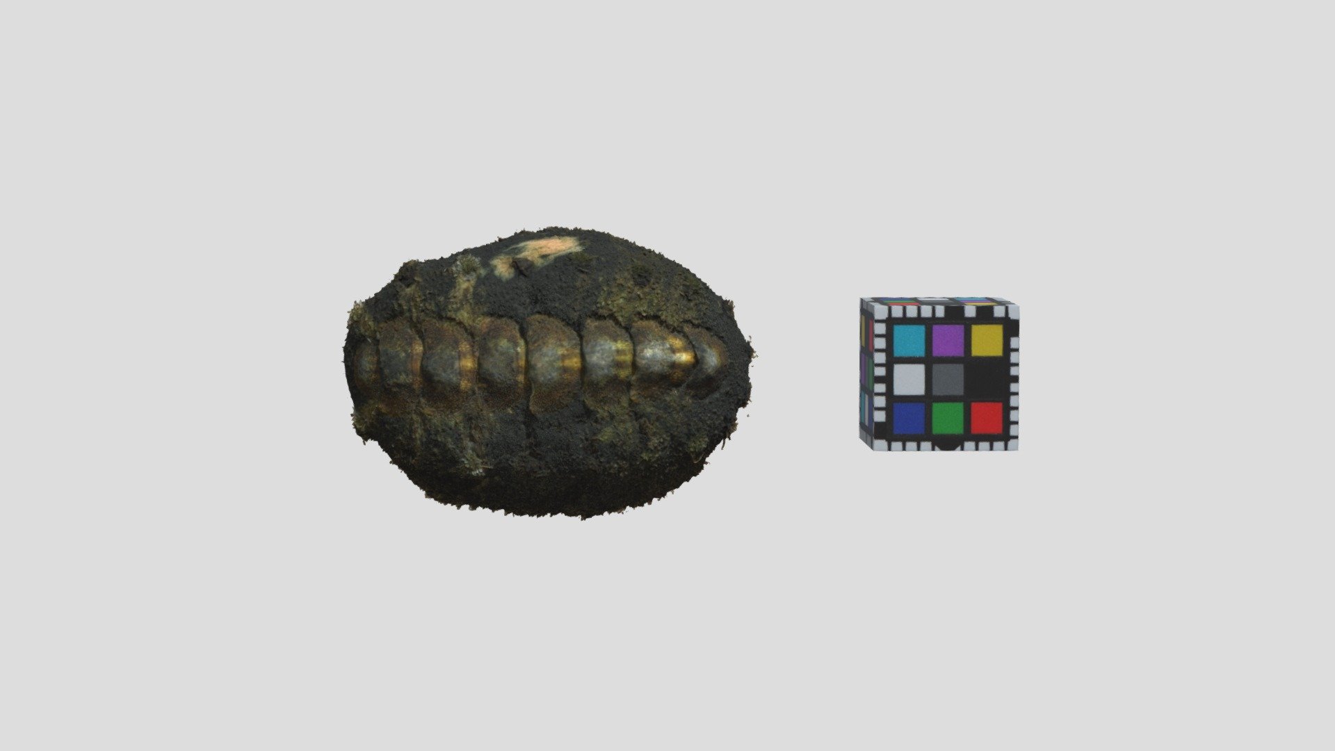 ヒメケハダヒザラガイ Acanthochitona achates