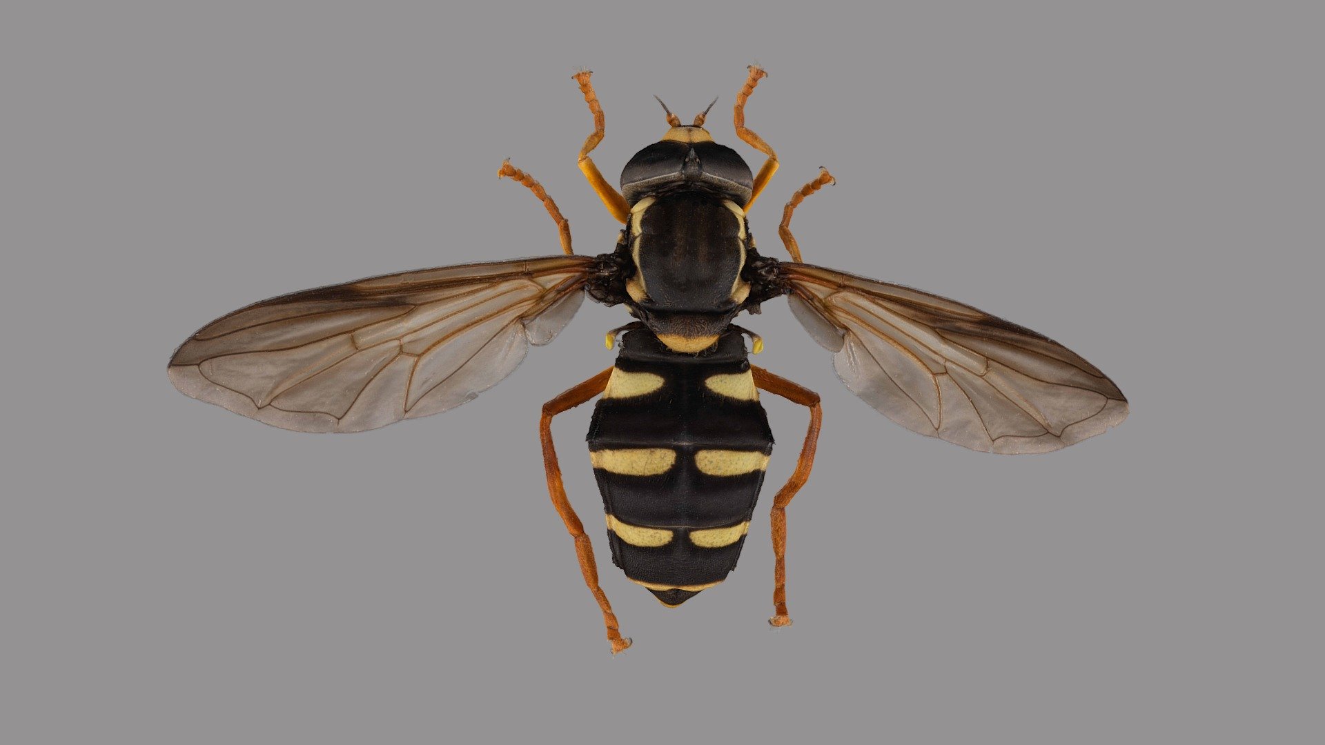 Xanthogramma citrofasciatum - 3D model by VirNat [58cd681] - Sketchfab