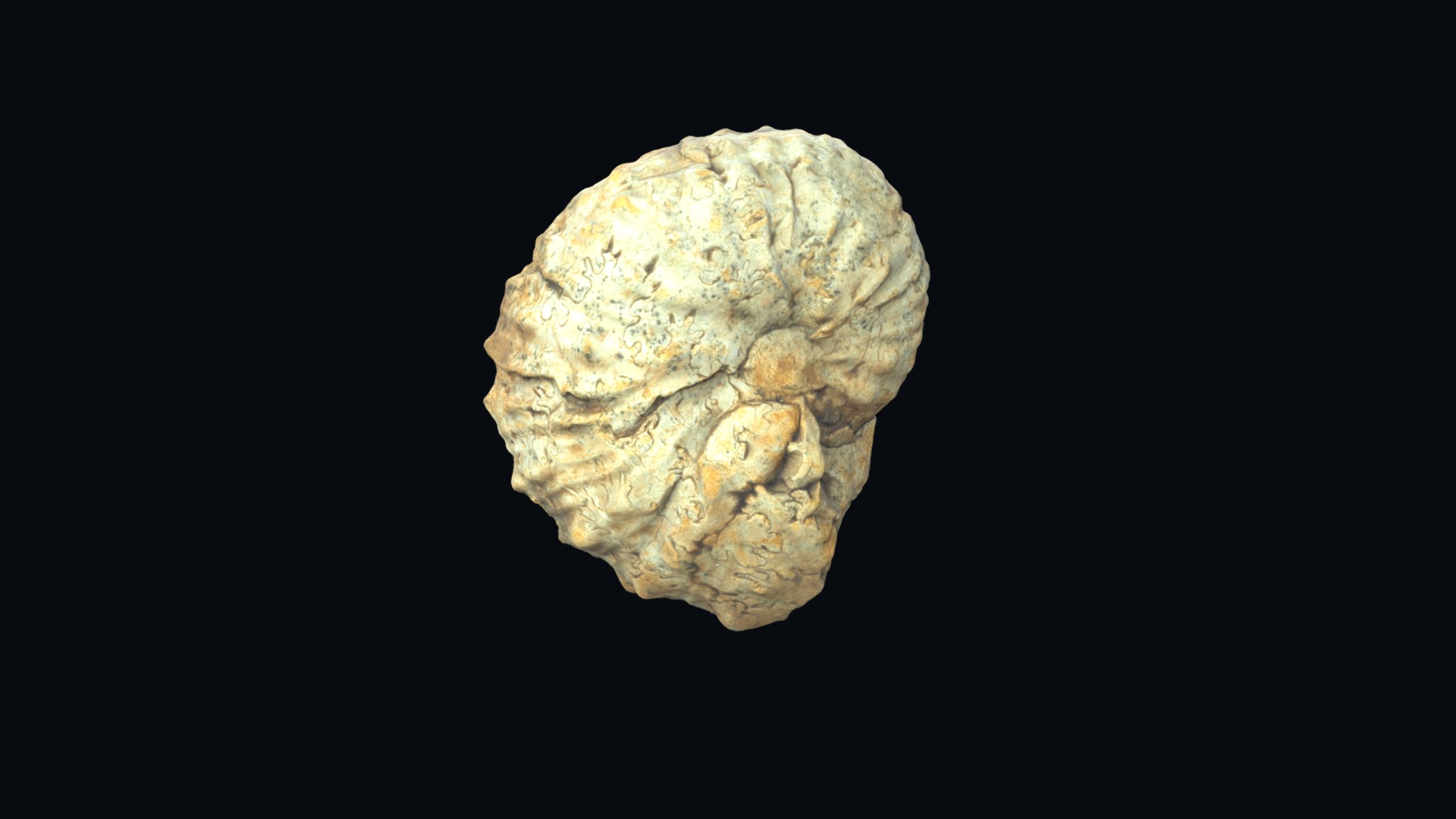 3D model Scaphites sp. 14080 - This is a 3D model of the Scaphites sp. 14080. The 3D model is about a close up of the moon.