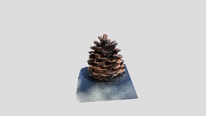 pine cone 3D Model
