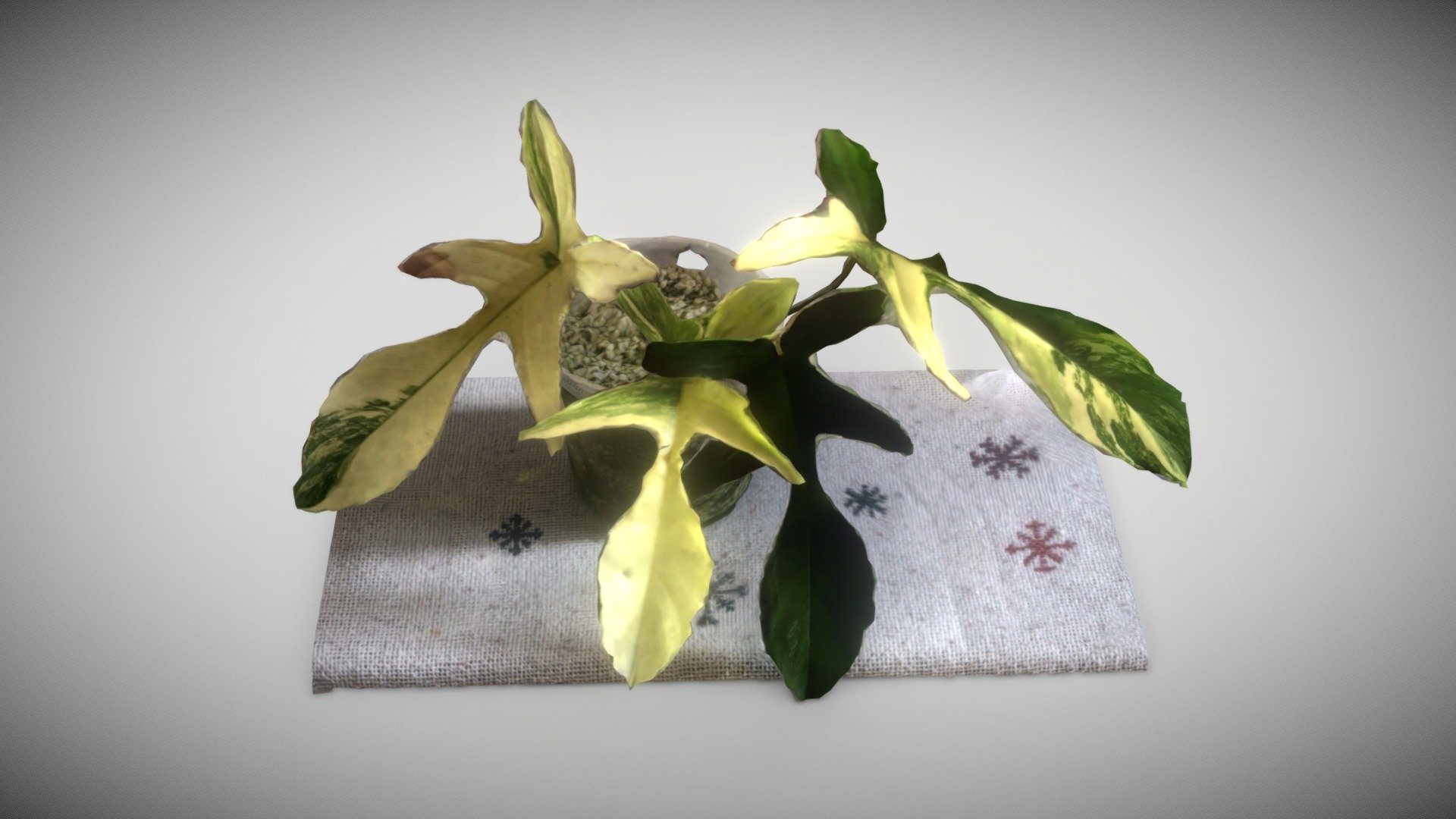 Philodendron Florida Beauty Var