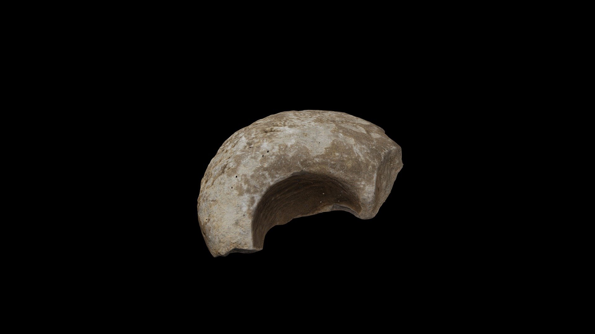 Megalodontidna školjka