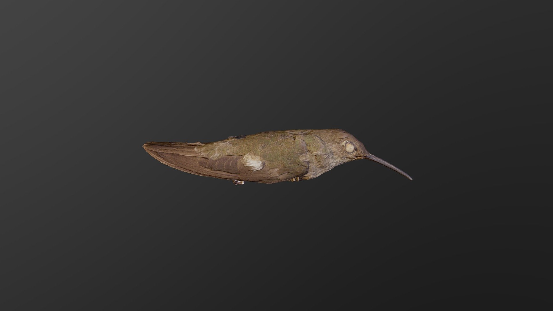 Leucippus Taczanowskii