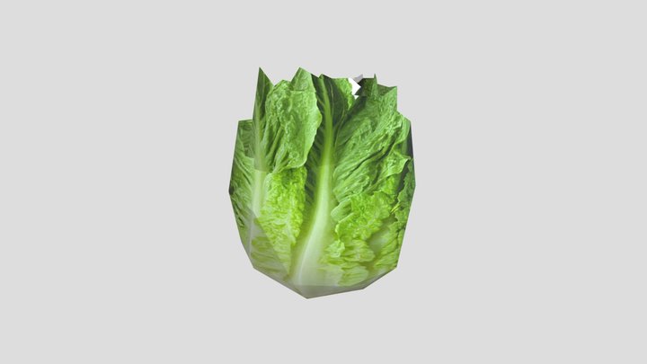 Lettuce01 3D Model
