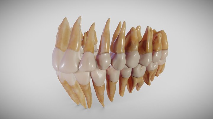 Teeth (dentistry) 3D Model