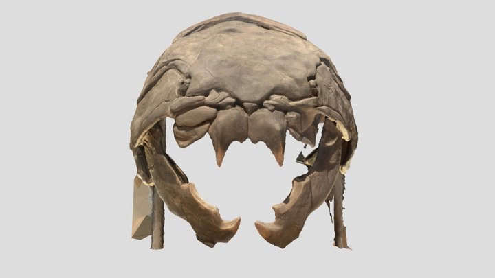 Dunkleosteus 3D Model