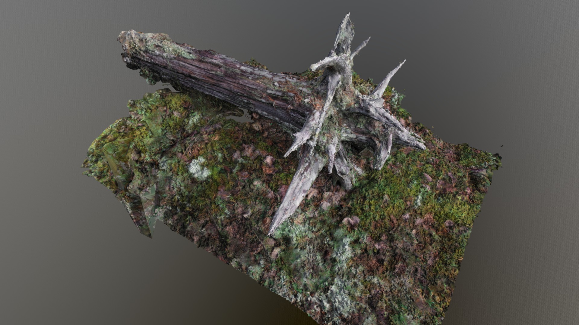 3D model Roots Of Tree - This is a 3D model of the Roots Of Tree. The 3D model is about a tree branch with moss growing on it.