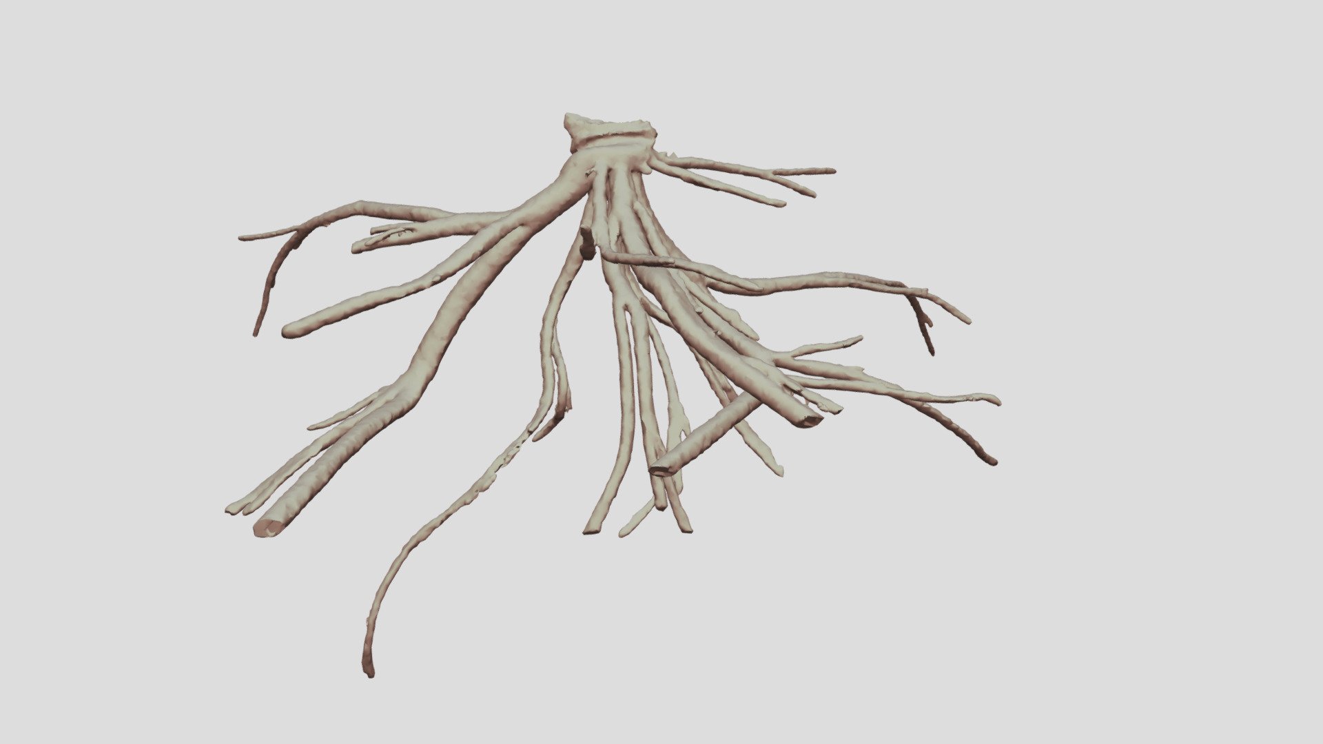 Cacosceles newmannii larva tracheae. Sample Nr19