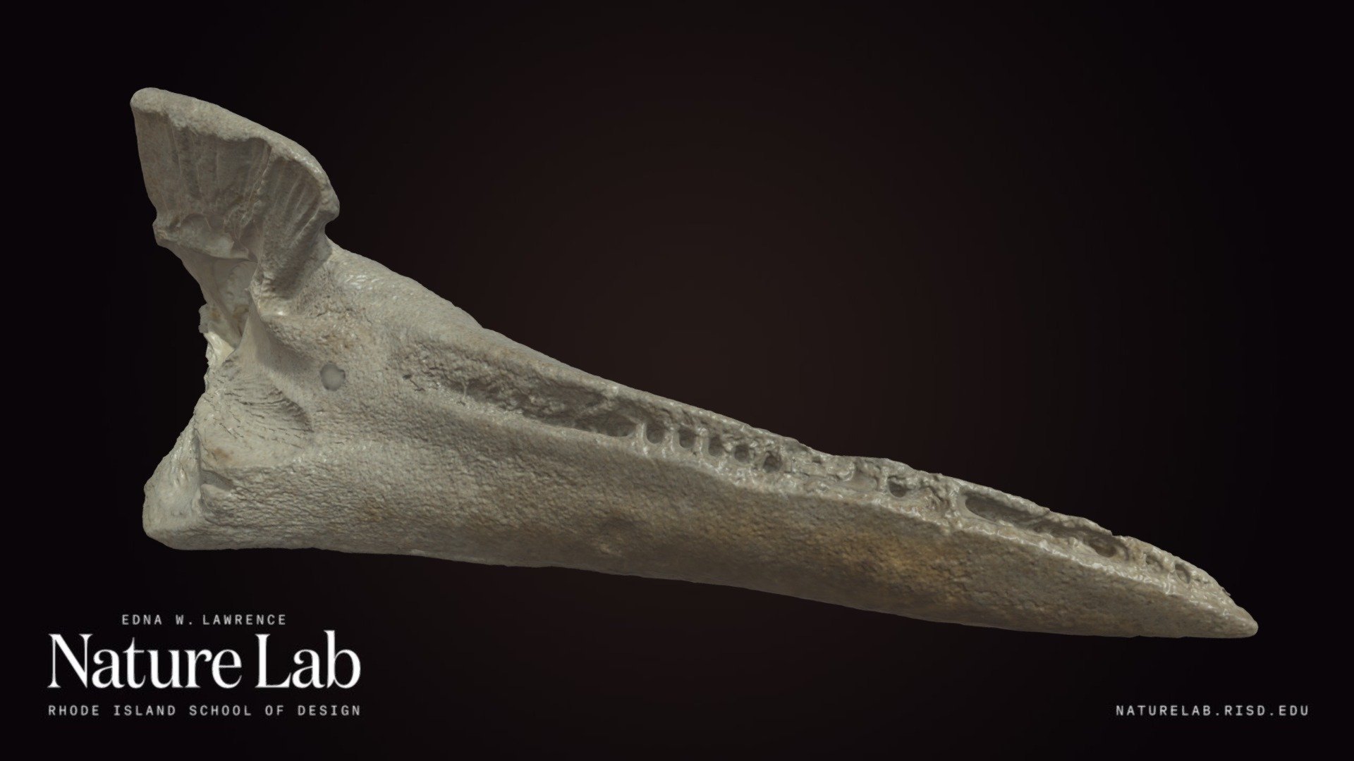Porpoise Or Dolphin Skull Fragment