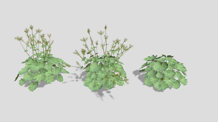 Alchemilla mollis – Lady’s mantle 3D Model