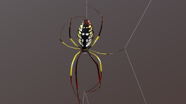 Spider posed 3D Model