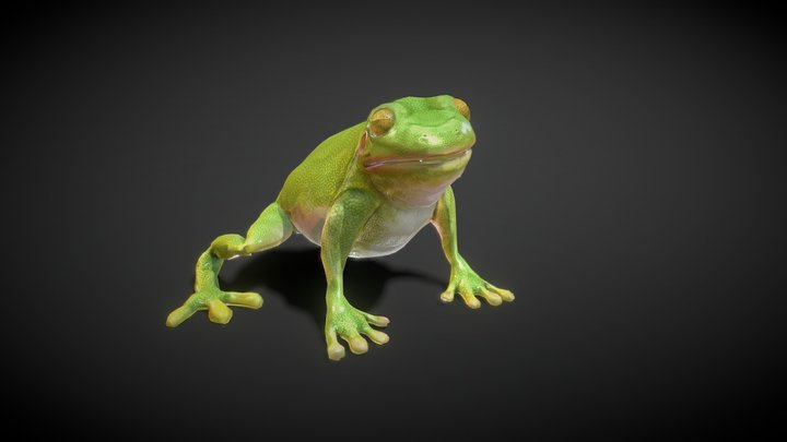 Green Frog 3D Model